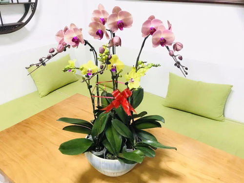 和润农业精品花卉火热出售中，打造您的专属花园