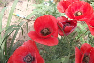 公司花坛里的花儿 新能源工程中的绿色风景