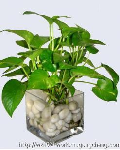 合肥聚美堂 绿植花卉租赁与销售，科技赋能的农副产品新选择